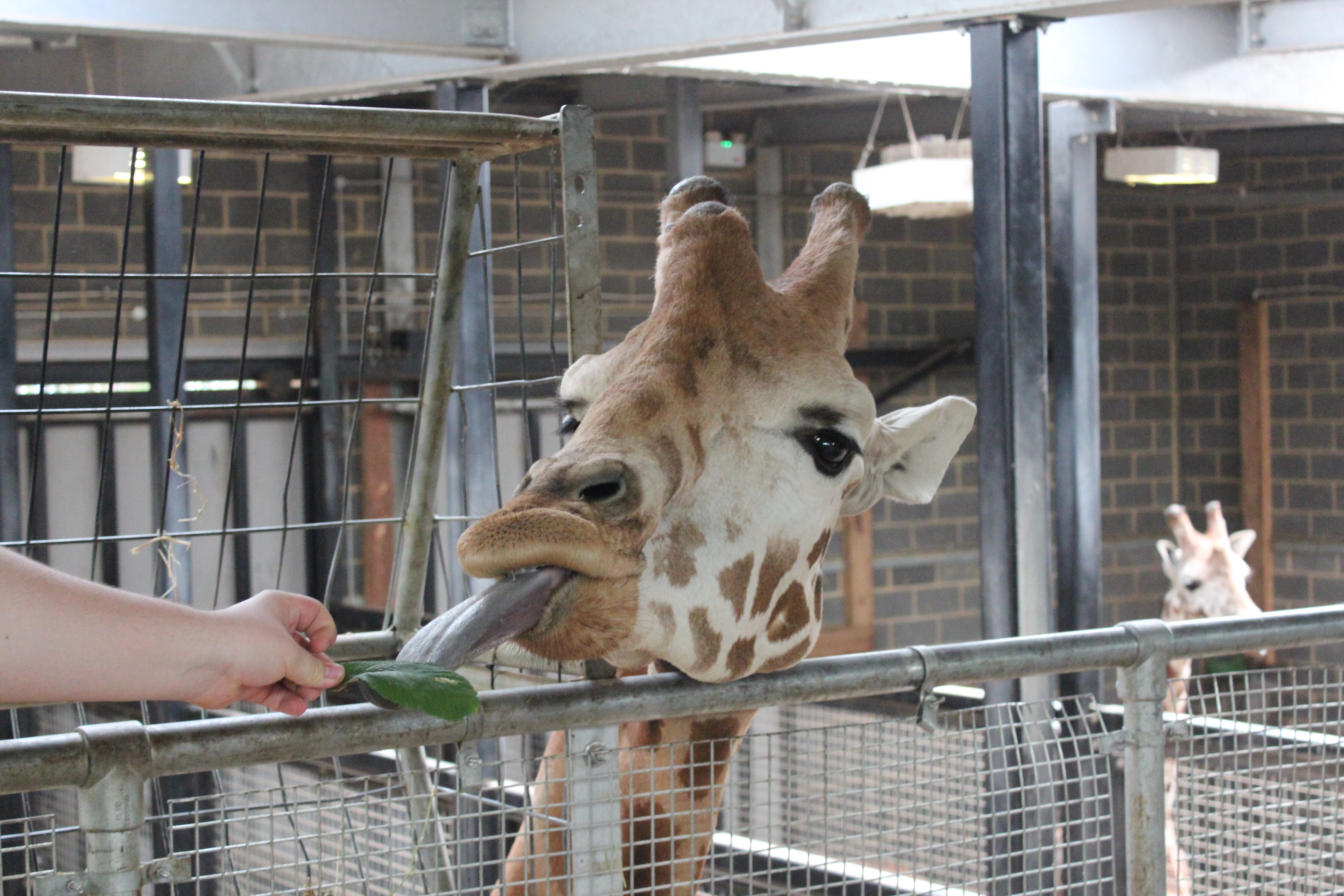 Giraffe Feeding at Chessington World of Adventures Resort