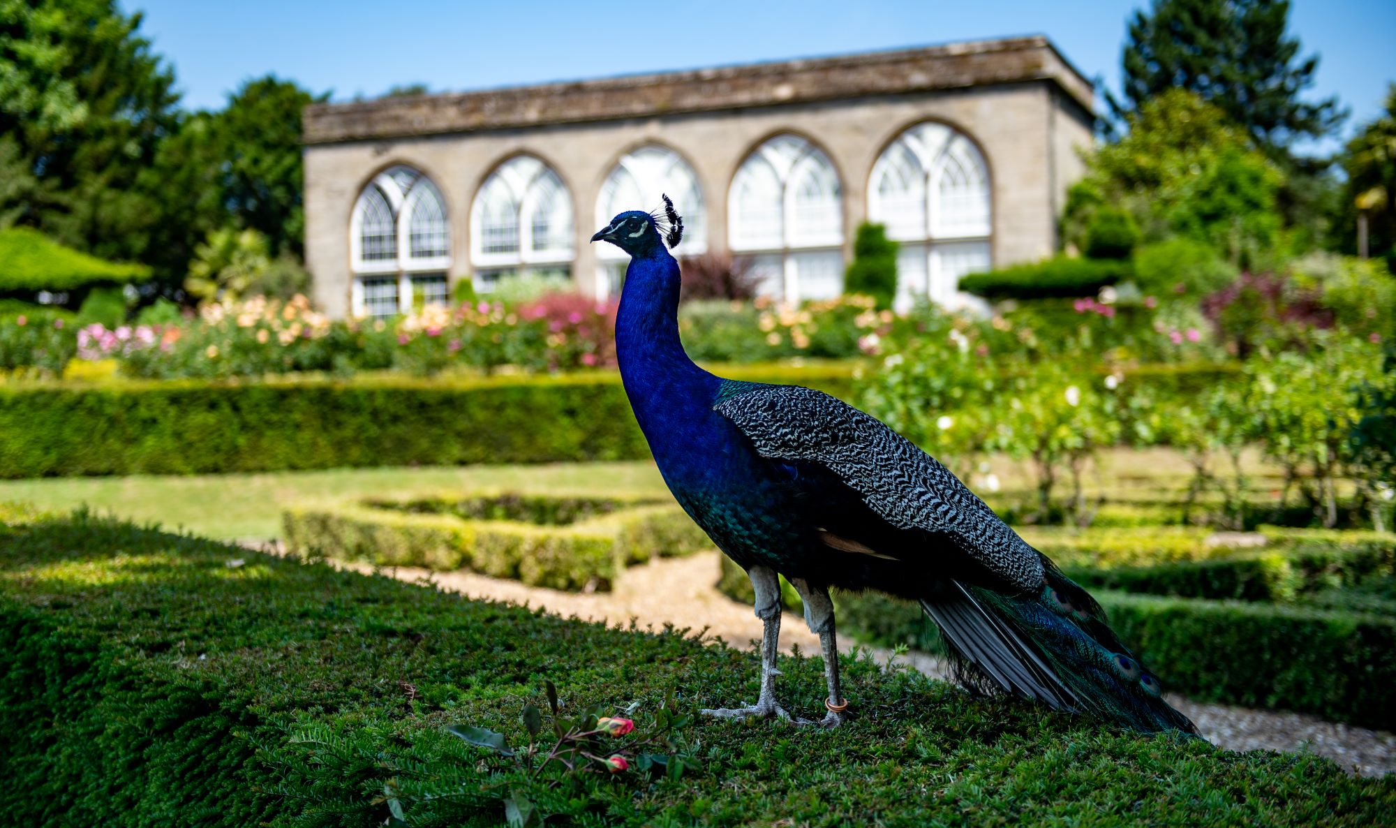 A Peacock in The Gardens