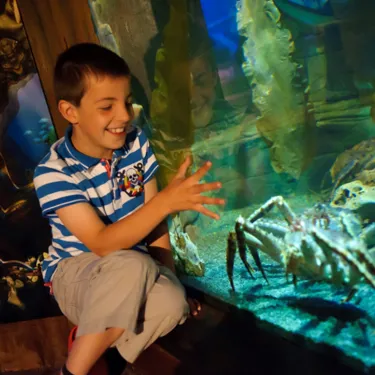 Crab at SEA LIFE Scarborough