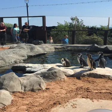 Penguins at SEA LIFE Scarborough