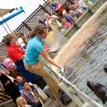 Seal at SEA LIFE Scarborough