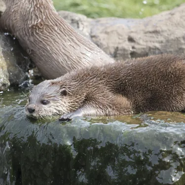 Otter at SEA LIFE Sanctuary Hunstanton